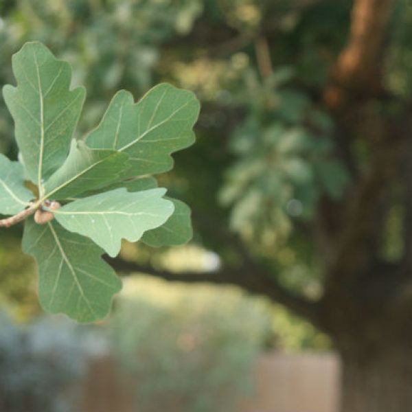 1527626952oak-lacey-quercus-laceyi-detail-leaf-september.jpg