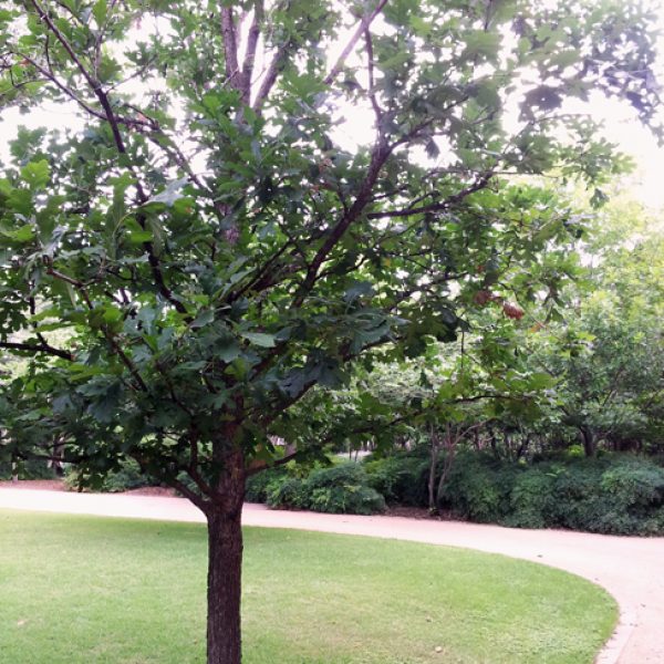 1527627338Oak-Bur-Quercus-macrocarpa-form-Monte-Vista-15-years-6-2014.jpg