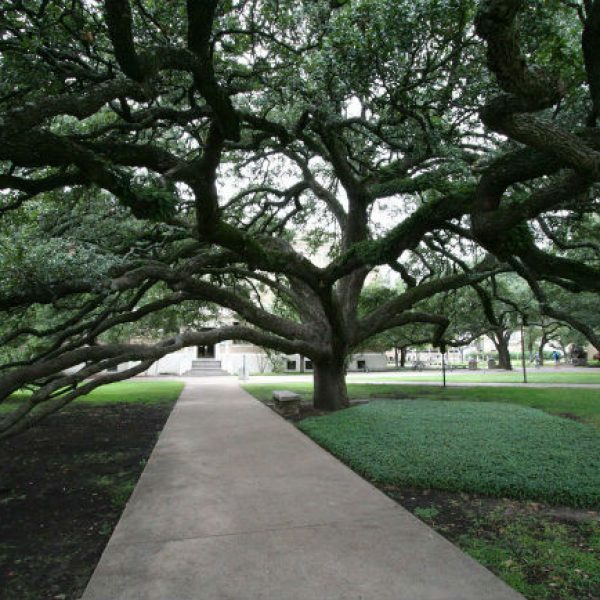 1527627763Live-oak-coastal-Quercus-virginiana-form-Century-Oak-TAMU-Ed-Schipul.jpg