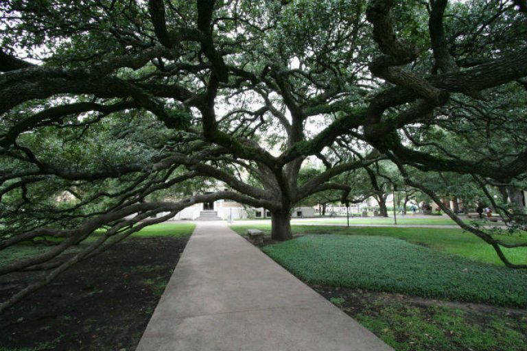 1527627763Live-oak-coastal-Quercus-virginiana-form-Century-Oak-TAMU-Ed-Schipul.jpg