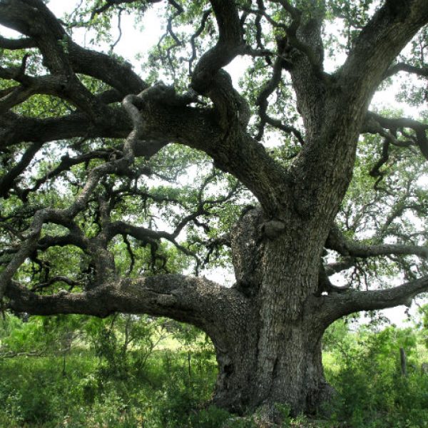 1527627788Live-Oak-Quercus-virginiana-form7.jpg