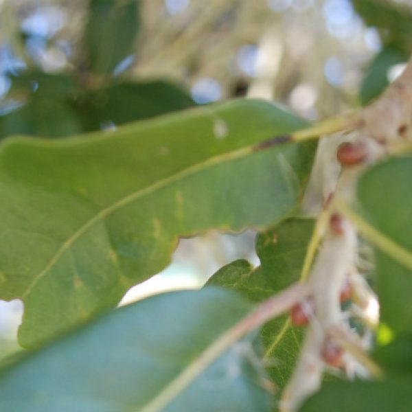 1527627933coastal-live-oak-quercus-virginiana-leaf-detail.jpg