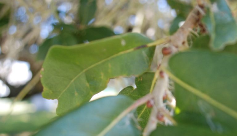 1527627933coastal-live-oak-quercus-virginiana-leaf-detail.jpg