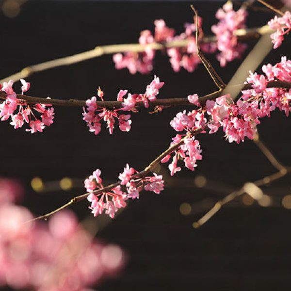 1528806126Redbud-Texas-Cercis-canadensis-texana-detail-flowering-eric-pohl.jpg