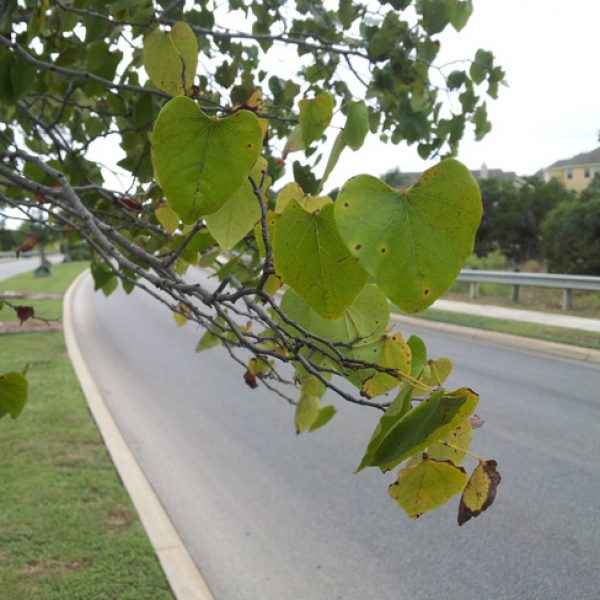 1528806149redbud-cercis-texana-oklahoma-20120914-detail.jpg