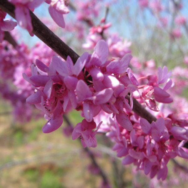 1528806169Redbud-cercis-canadensis-detail.jpg