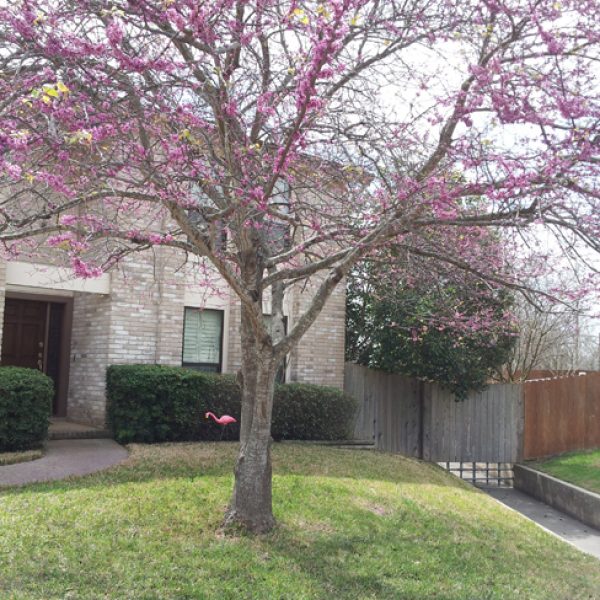 1528806196Redbud-texas-Cercis-texana-form-very-large.jpg