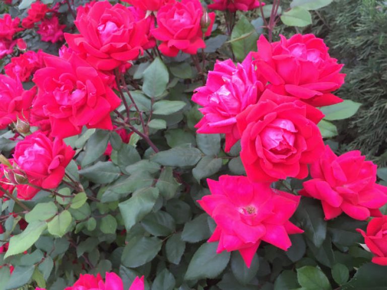 1528807398Rose-knockout-detail-flowering-May-2018-Brad-Wier-650.jpg