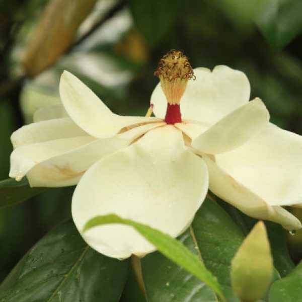 1528923436Magnolia-Magnolia-grandiflora-detail-flower-650.jpg