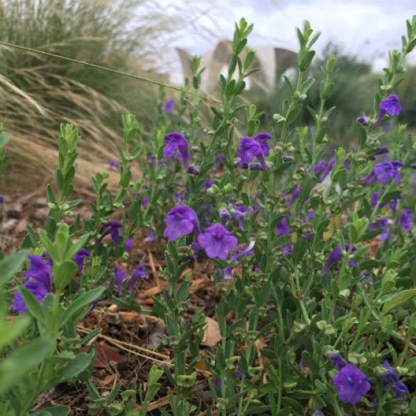 1529529724Wrights-skullcap-Sculleteria-wrightii-form-Confluence-Park-6-2018-650.jpg