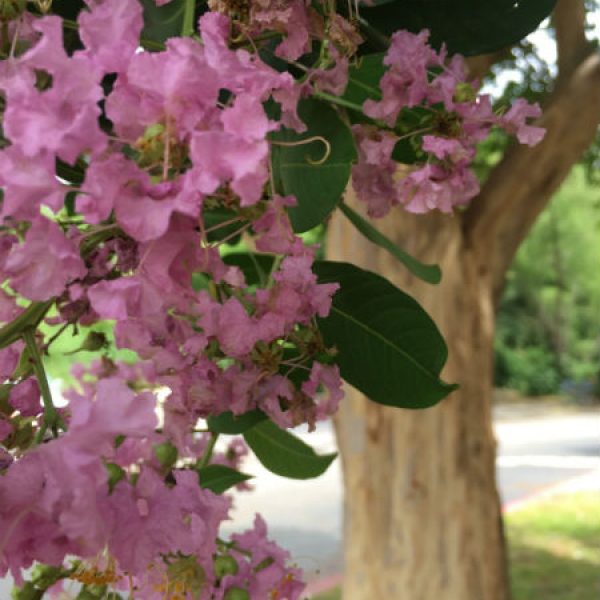 1529614334Crape-myrtle-Lagerstroemia-x-Bashams-Pink-detail-flowering.jpg