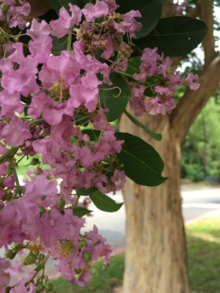 1529614334Crape-myrtle-Lagerstroemia-x-Bashams-Pink-detail-flowering.jpg
