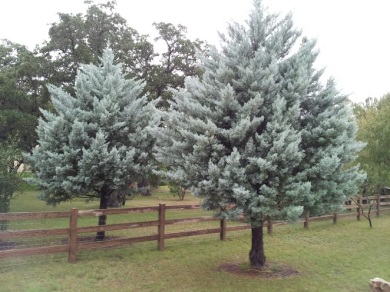 1529700036Cypress-Arizona-cupressus-arizonica-form-cadillac-street2.jpg