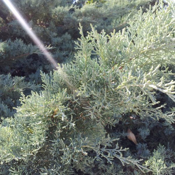 1529700059Cypress-Arizona-Cyperus-arizonica-detail.jpg
