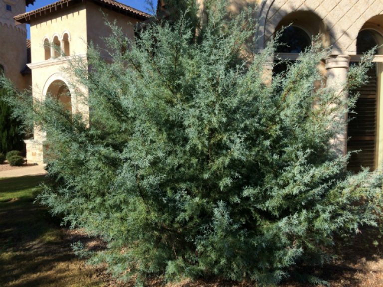 1529700072Cypress-Arizona-Cupressus-Arizonica-form-9-2015.jpg