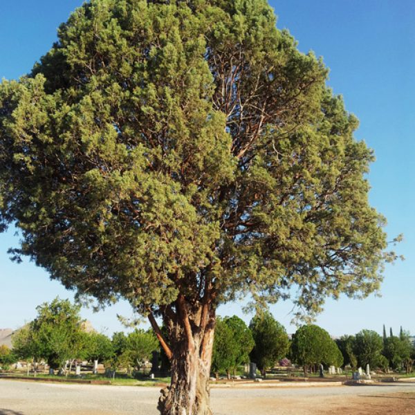 1529700101Cypress-Arizona-Cupressus-arizonica-form-Van-Horn-2012-brad-wier.jpg