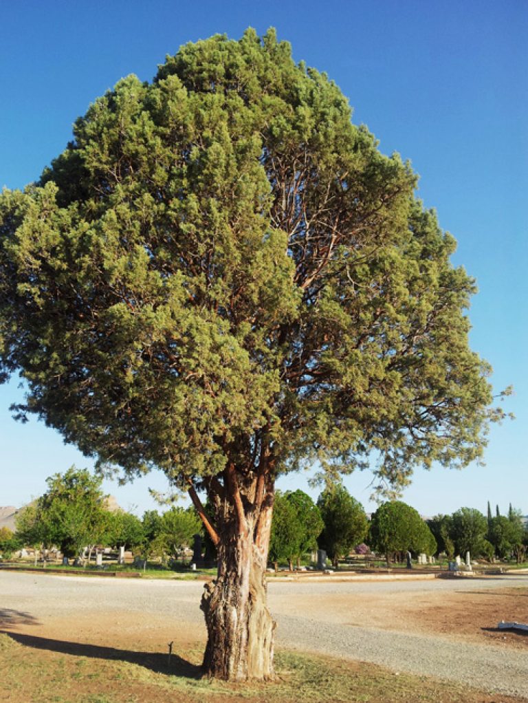 1529700101Cypress-Arizona-Cupressus-arizonica-form-Van-Horn-2012-brad-wier.jpg