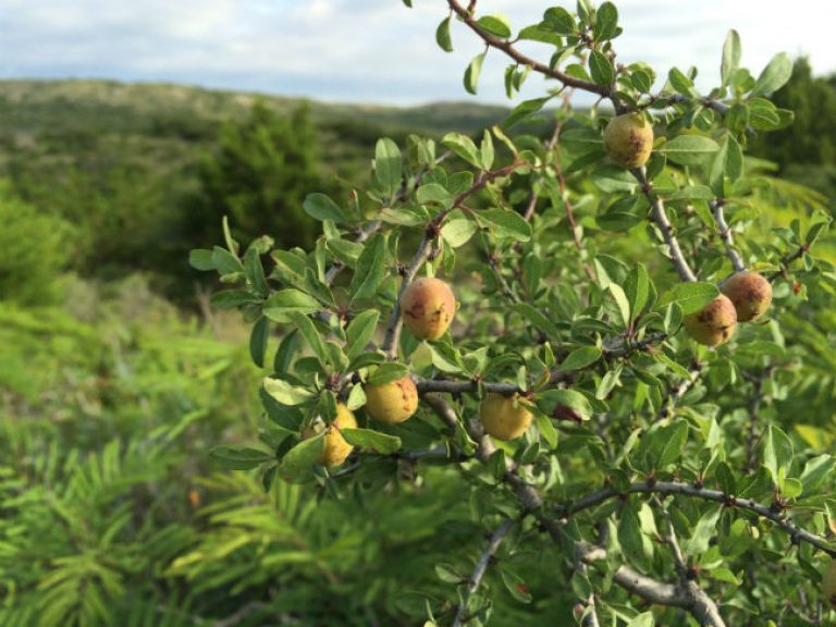 1530198381Peachbush-Prunus-texana-fruiting-june-2015-kickapoo-650.jpg
