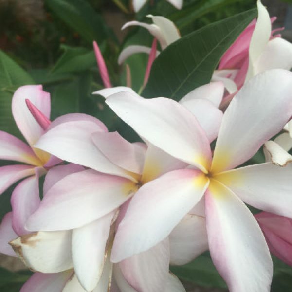 1532089536Plumeria-Plumeria-spp-detail-flowering-June-2018-brad-wer.jpg