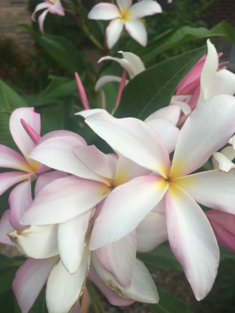 1532089536Plumeria-Plumeria-spp-detail-flowering-June-2018-brad-wer.jpg