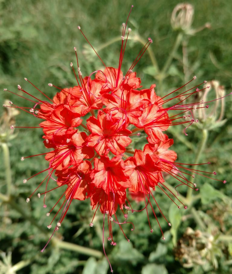 1534868312devils-bouquet-nyctaginea-capitata-bloom.jpg