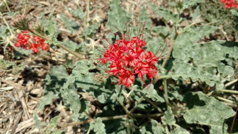 1534868318devils-bouquet-nyctaginea-capitata-plant.jpg