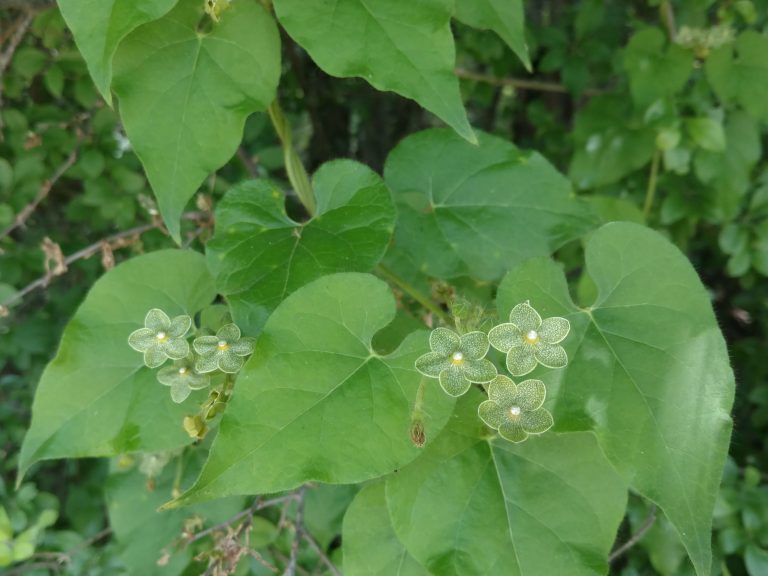 1534869211Matelea-reticulata.jpg