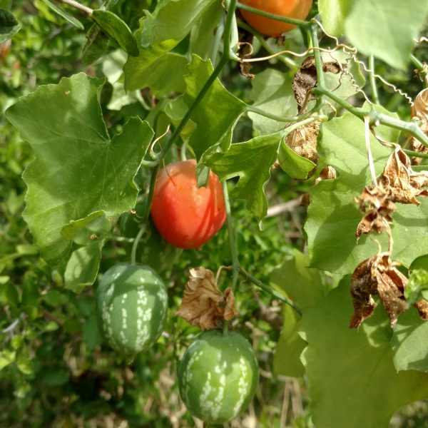 1534870044Balsam-gourd-Ibervillea-lindheimeri-gourd.jpg