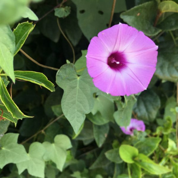 1534870091Morning-glory-Purple-bindweed-Ipomoea-cordatotriloba-var-cordatotriloba-detail-flower-650.jpg