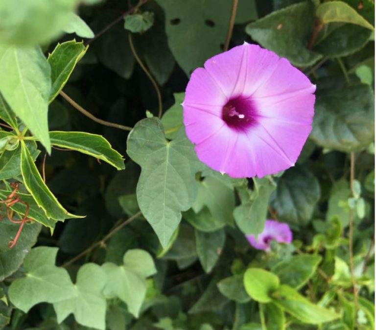 1534870091Morning-glory-Purple-bindweed-Ipomoea-cordatotriloba-var-cordatotriloba-detail-flower-650.jpg