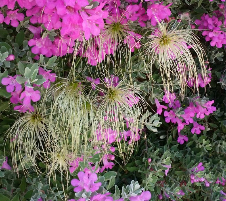 1534885633Old-mans-beard-Clematis-drummondii-detail-flowering-da.jpg