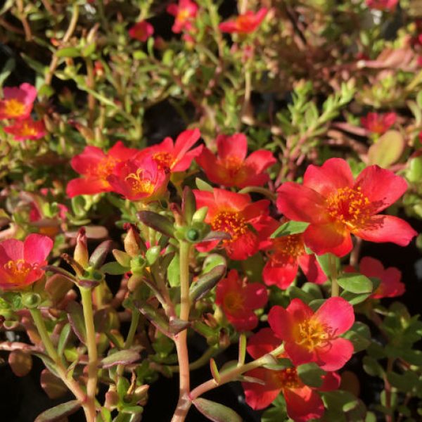 1534941662Purslane-Portulaca-oleracea-detail-flowering-Thousand-Oaks-August-pots.jpg