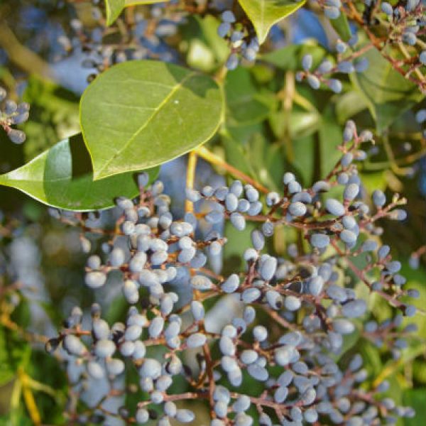 1534970378Ligustrum-lucidum-detail-fruit-bidgee-wikipedia-commons-600.jpg