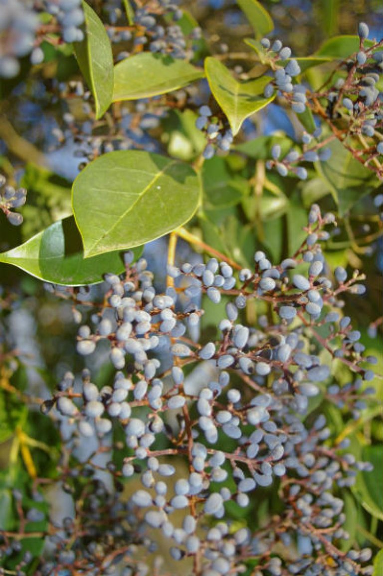 1534970378Ligustrum-lucidum-detail-fruit-bidgee-wikipedia-commons-600.jpg