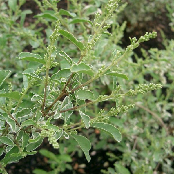 1534970406Ligustrum-sinensis-detail-leaf-KENPEI-wikipedia-commons-650.jpg