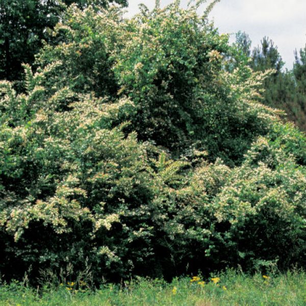 1534970416Ligustrum-lucidum-form-James-Miller-USDA-eastern-invasive-600.jpg