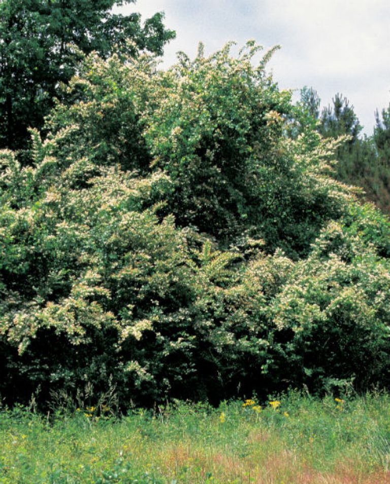 1534970416Ligustrum-lucidum-form-James-Miller-USDA-eastern-invasive-600.jpg