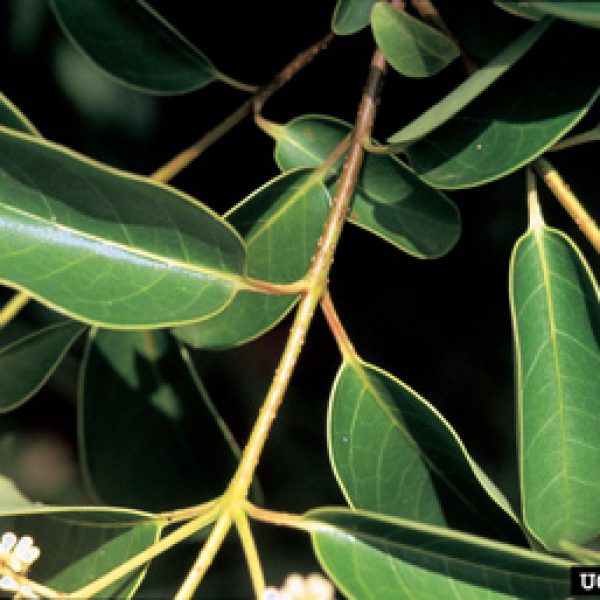 1534971129Ligustrum-lucidum-detail-leaf-James-Miller-Texas-invasives.jpg