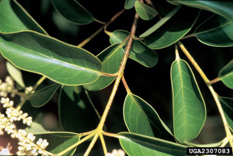 1534971129Ligustrum-lucidum-detail-leaf-James-Miller-Texas-invasives.jpg