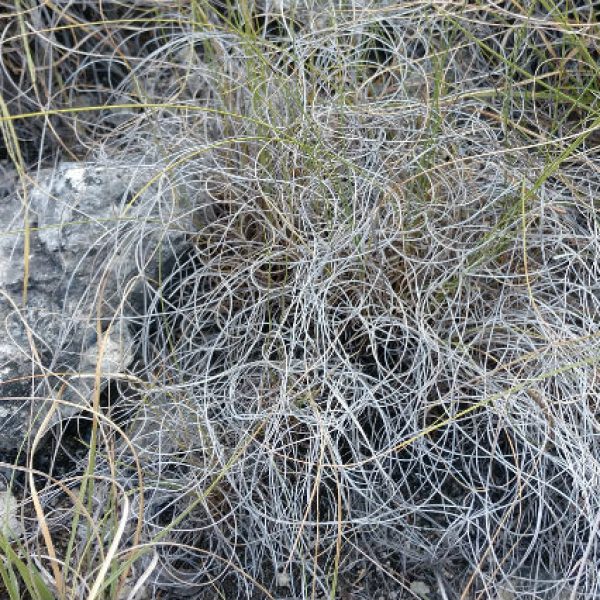 1535750026Muhly-seep-Muhlenbergii-reverchonii-detail-august.jpg