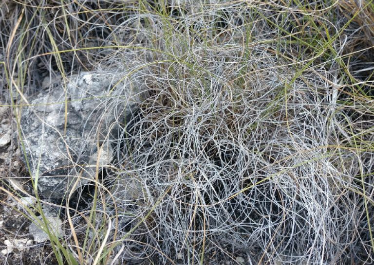 1535750026Muhly-seep-Muhlenbergii-reverchonii-detail-august.jpg