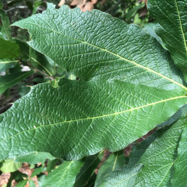 1536240526Oak-Loquat-Quercus-rysophylla-detail-leaf-august-2018-unirrigated-san-antonio-botanical.jpg
