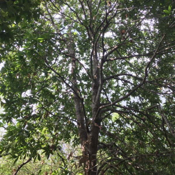 1536240650Loquat-oak-Quercus-rysophylla-form-san-antonio-botanical-september-2018-unirrigated.jpg