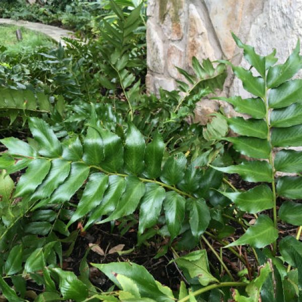1536261459Holly-fern-Cyrtomium-falcatum-form-600.jpg