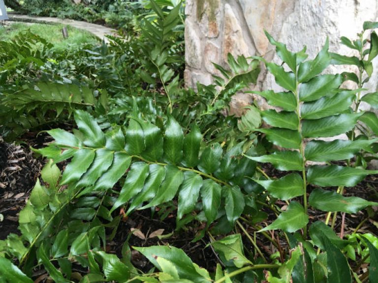 1536261459Holly-fern-Cyrtomium-falcatum-form-600.jpg