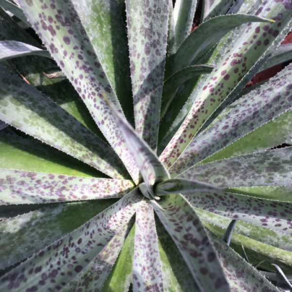1537301187Mangave-Manfreda-x-agave-spp-detail-Pineapple-Express.jpg