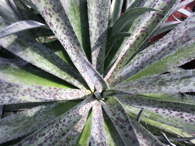 1537301187Mangave-Manfreda-x-agave-spp-detail-Pineapple-Express.jpg