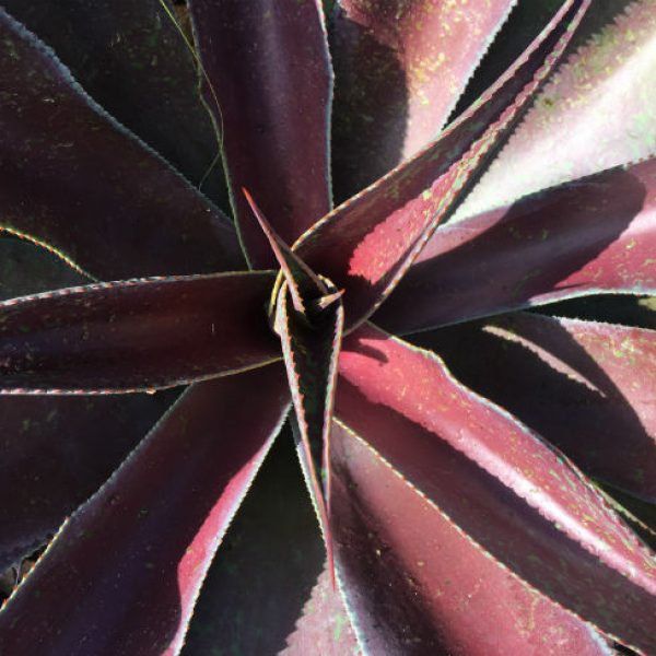 1537365176Mangave-Manfreda-x-agave-Mission-to-Mars-detail-650.jpg