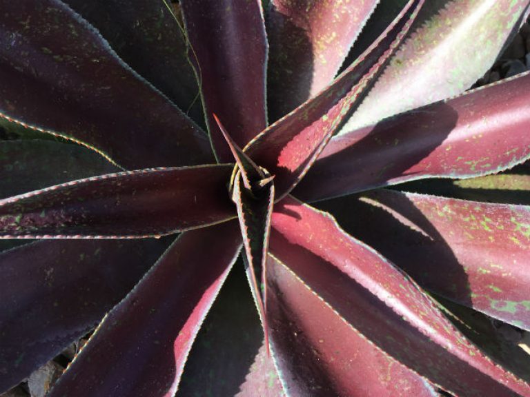 1537365176Mangave-Manfreda-x-agave-Mission-to-Mars-detail-650.jpg