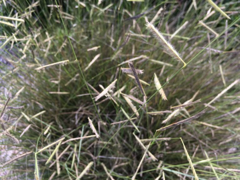 1537446225Blue-grama-Bouteloa-gracilis-detail-seedheads-September-bmw.jpg